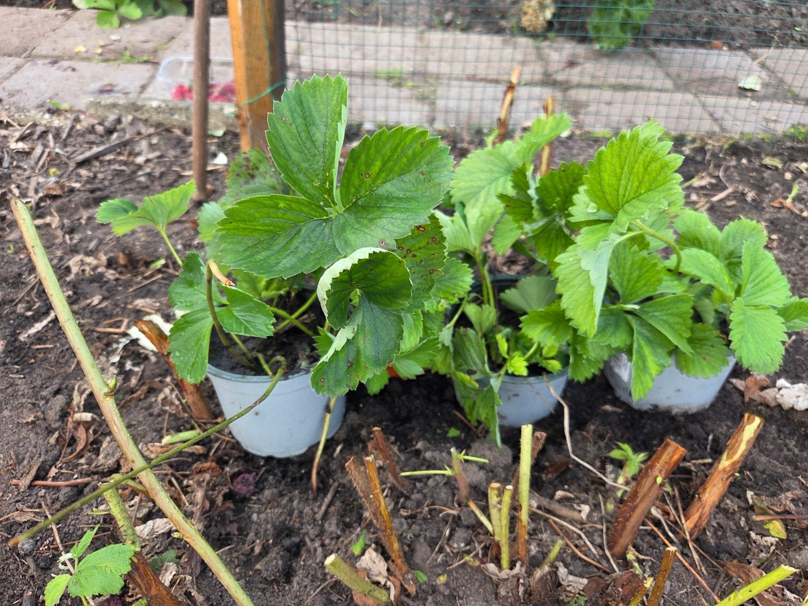 Aardbeienstekken 4 stuks in 1 pot, Ophalen, Overige soorten, Volle zon