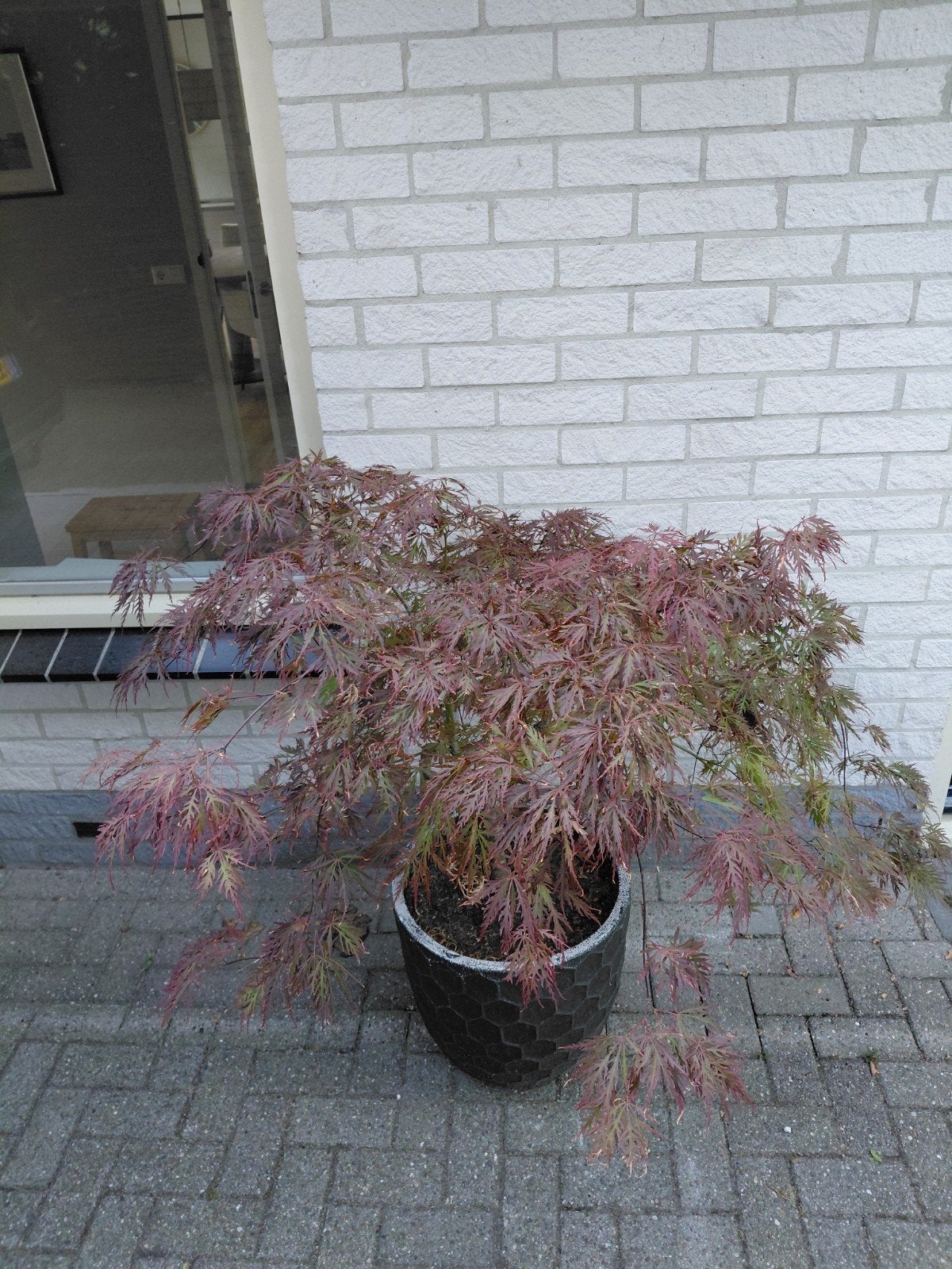 Japanse Esdoorn (Acer Palmatum) in pot, Tuin en Terras, Bloeit niet, Halfschaduw, Overige soorten, 100 tot 250 cm