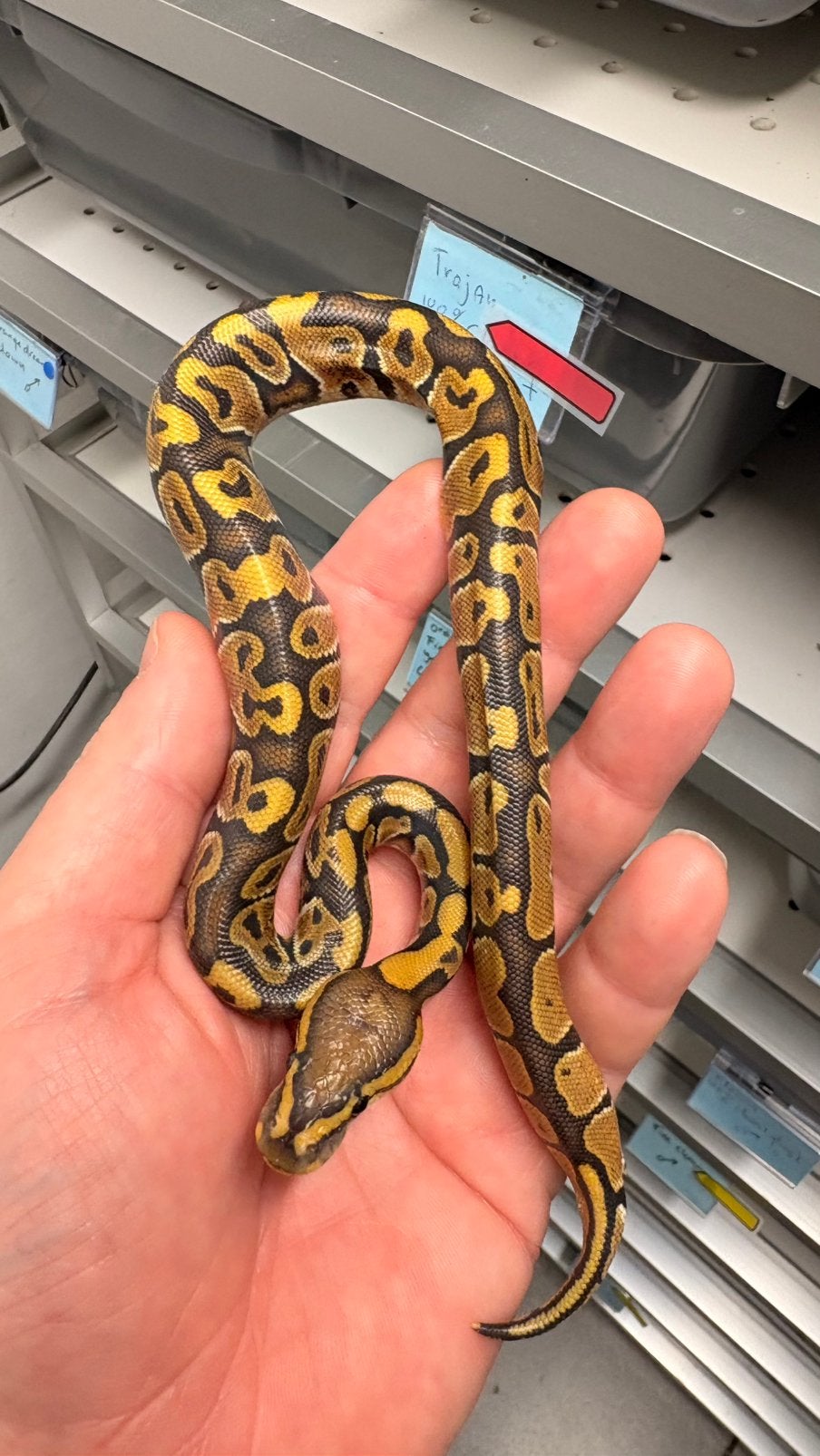 Hypo 100% het clown ball python, Dieren en Toebehoren, Slang, 0 tot 2 jaar