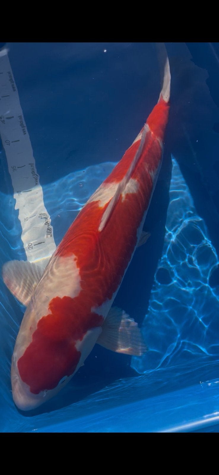 Prachtige kohaku van kweker Tanaguchi, Dieren en Toebehoren, Karper of Koi