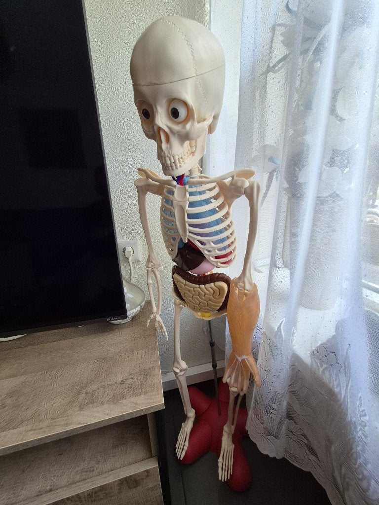 Anatomie Skelet 115 cm, Diversen, Ophalen, Gebruikt