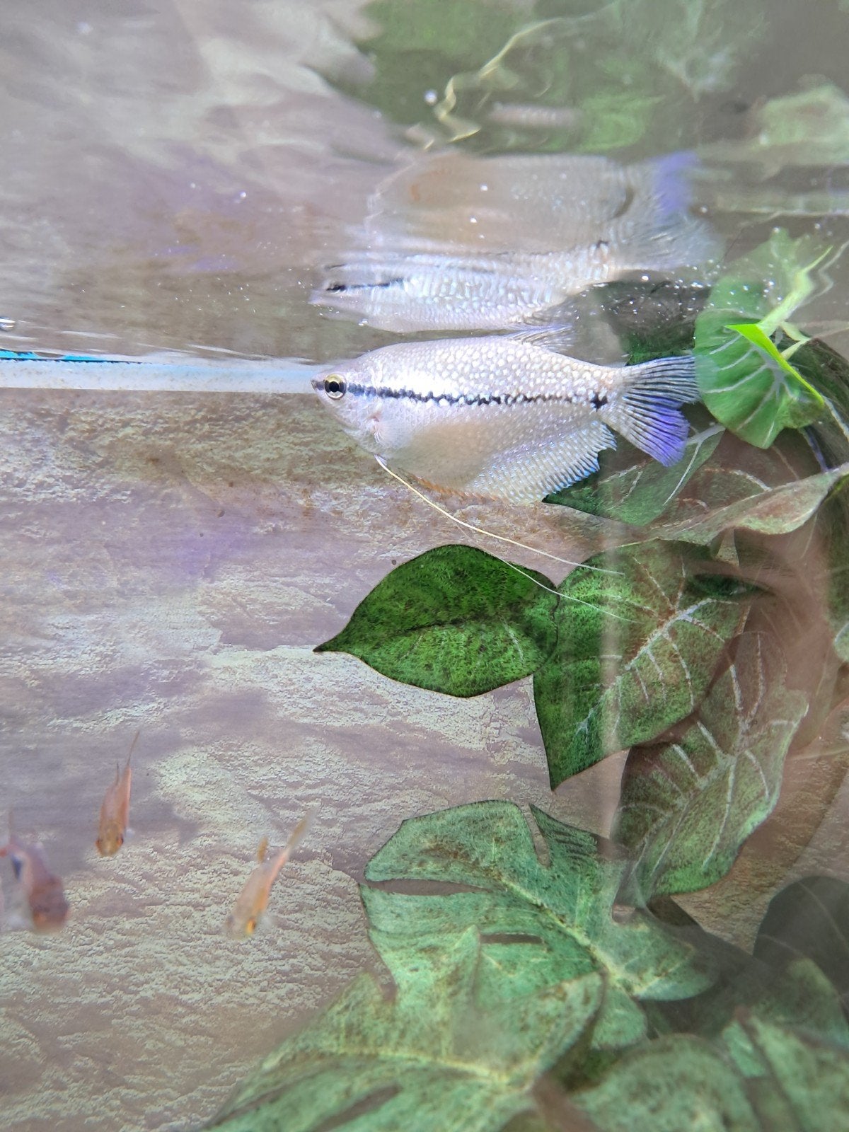 Tropische vissen aquarium, Dieren en Toebehoren, Vissen | Aquariumvissen, Vis