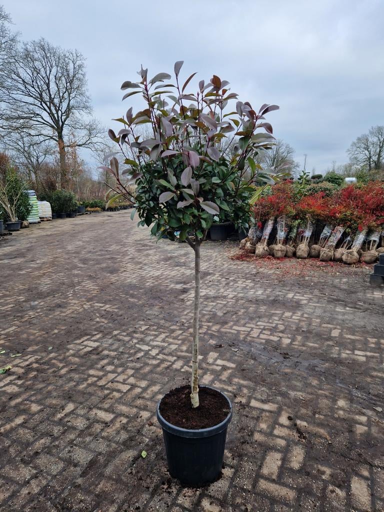 Photinia Fraseri Red Robin Bolboom 2 voor 120€, Ophalen of Verzenden, Lente, 100 tot 250 cm, Volle zon