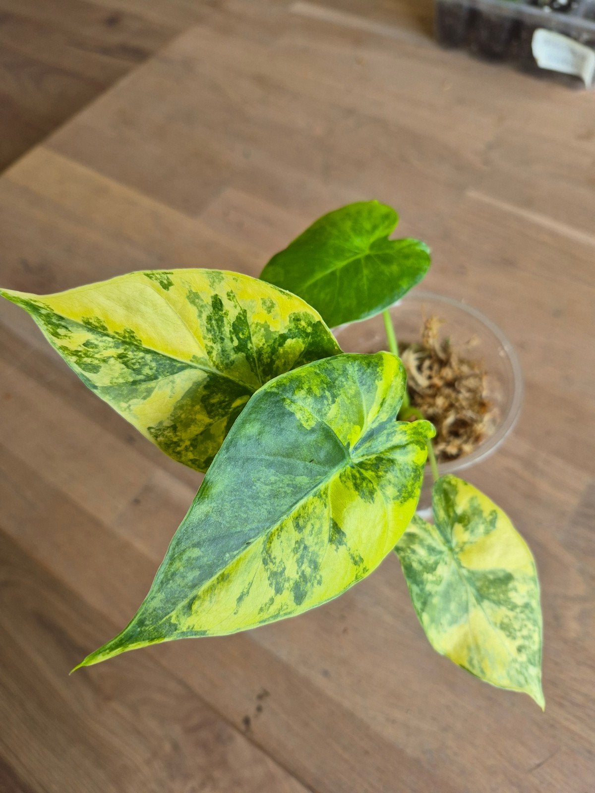 Alocasia Macrorrhiza Variegata Aurea, Overige soorten, In pot, Minder dan 100 cm, Groene kamerplant