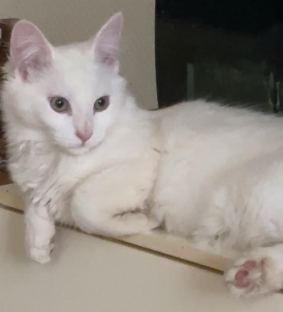 x Noorse boskat kitten, Dieren en Toebehoren, Kater, Langharig, 0 tot 2 jaar