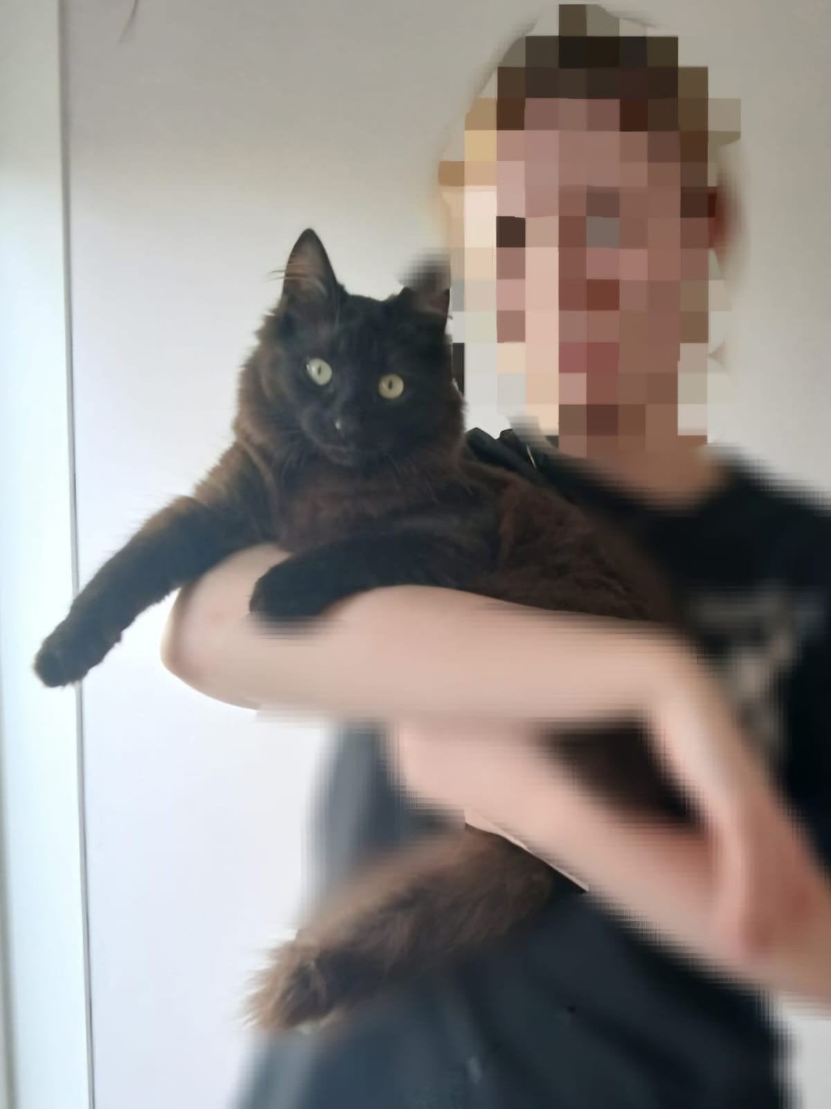 lieve x noorse boskat te koop!, Ophalen