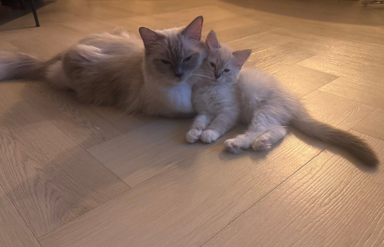 Prachtige Ragdoll kittens zoeken een liefdevol thuis ️, Dieren en Toebehoren, Meerdere dieren, Gechipt, 0 tot 2 jaar