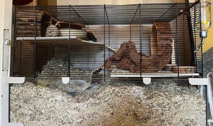 Volledige gerbil setup met gerbils, Zo goed als nieuw, Hok, 75 tot 110 cm, Ophalen