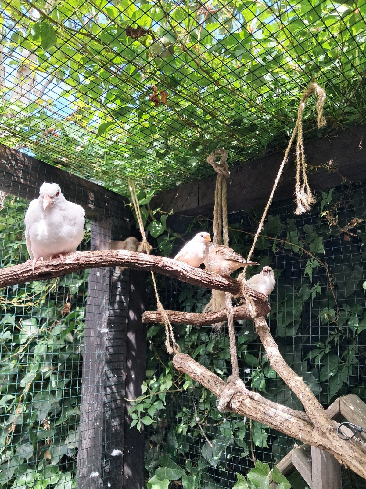 Jonge tortels  en zebravinken., Meerdere dieren, Tropenvogel