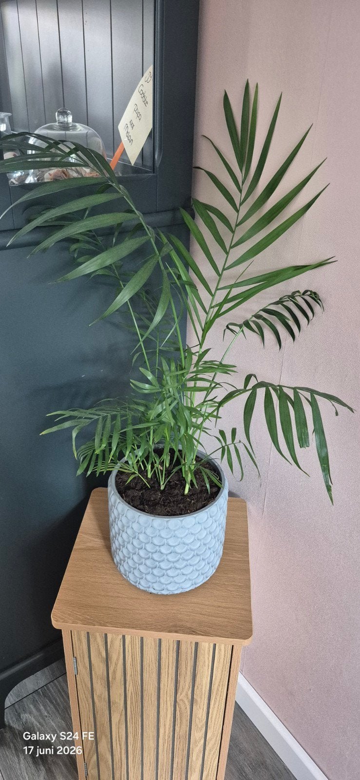 Kamerplant met pot, Ophalen, Halfschaduw, Minder dan 100 cm