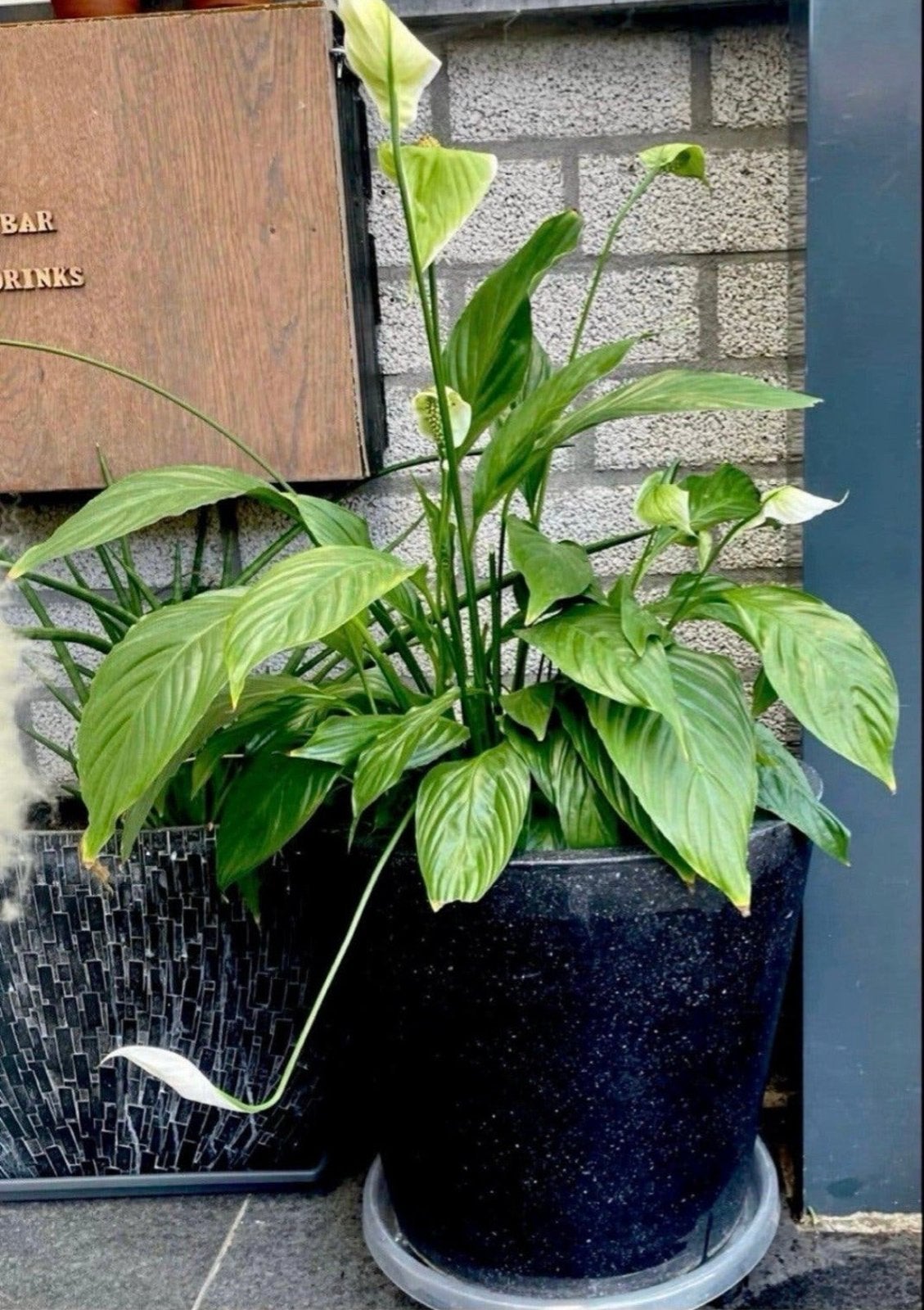 Keramiek pot met plant (90 cm hoog), Huis en Inrichting, Kamerplanten, Overige soorten, In pot, Minder dan 100 cm, Bloeiende kamerplant