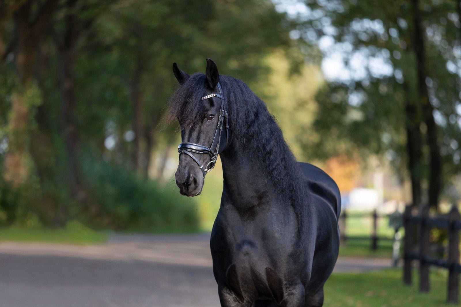 Friese merrie opzoek naar nieuw huis als weidemaatje, Dieren en Toebehoren, Merrie, 160 tot 165 cm, 11 jaar of ouder, Recreatiepaard