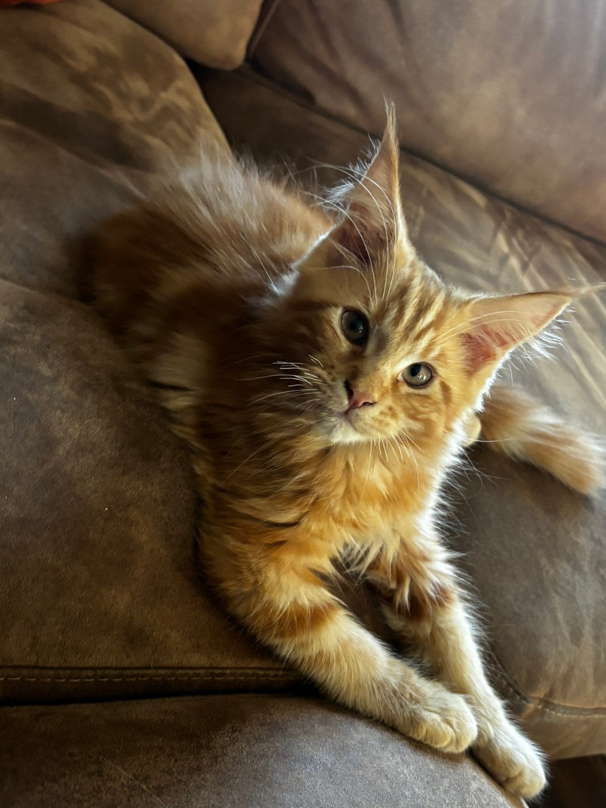 Maine coon mogen meteen mee, Dieren en Toebehoren, Katten en Kittens | Raskatten | Langhaar, Meerdere dieren, Ontwormd