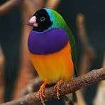 Gould, Dieren en Toebehoren, Vogels | Overige Vogels, Meerdere dieren, Tropenvogel