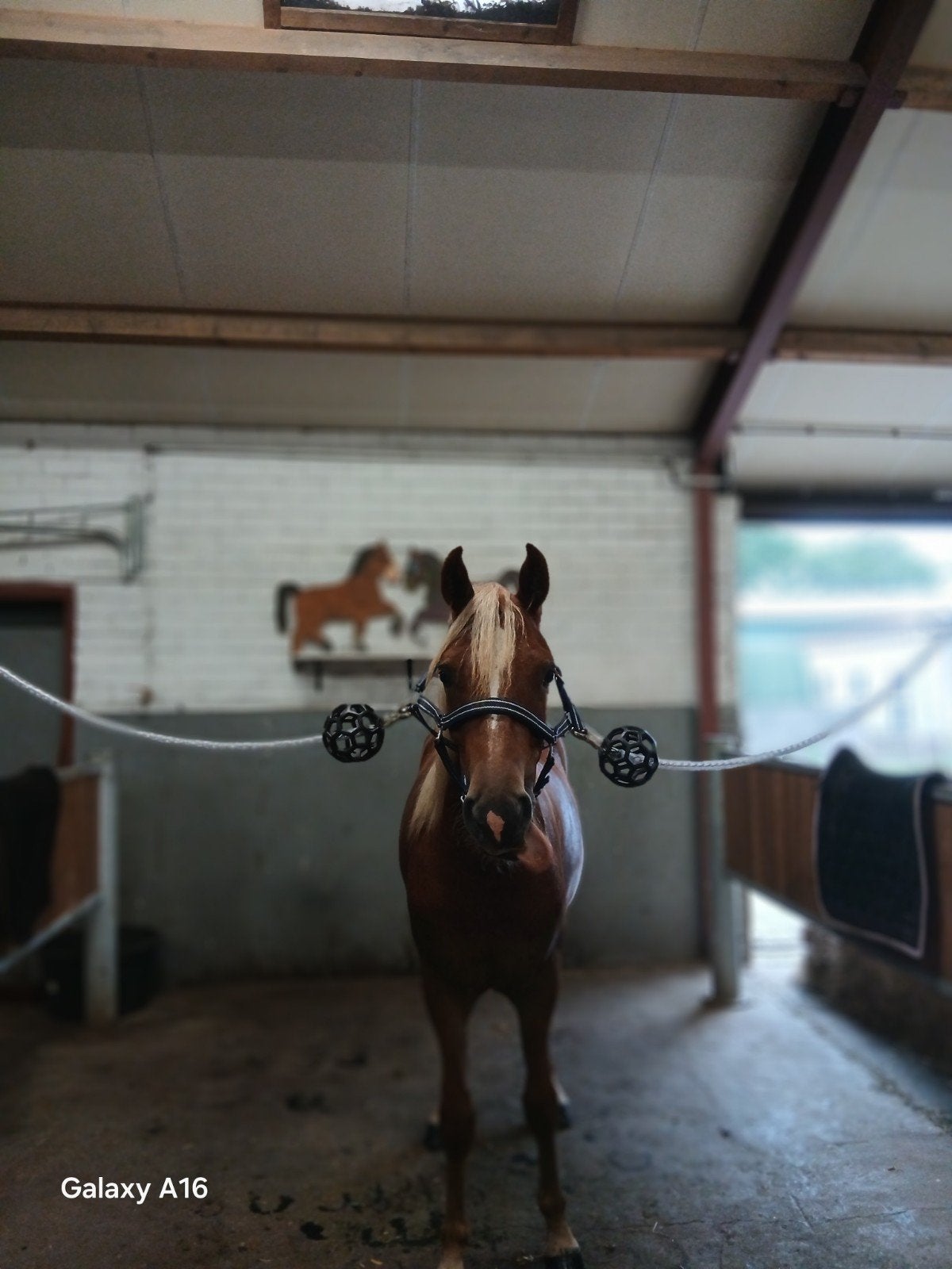 verzorg pony of paard gezocht!!, Ophalen of Verzenden