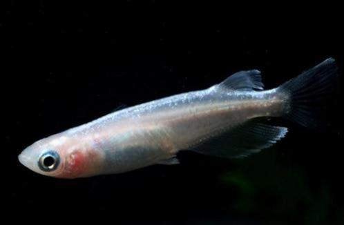 Medaka White Lame With Inner Lights - Koidream Valburg, Dieren en Toebehoren, Vissen | Aquariumvissen, Vis, Zoetwatervis