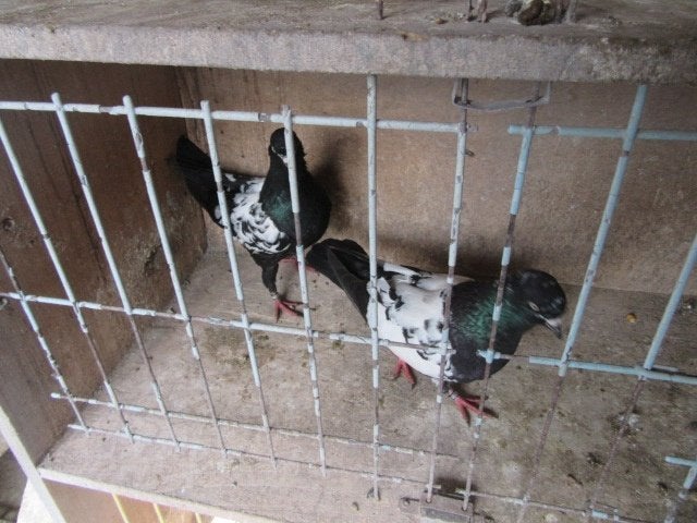 Sierduiven, Dieren en Toebehoren, Vogels | Duiven, Meerdere dieren, Overige soorten