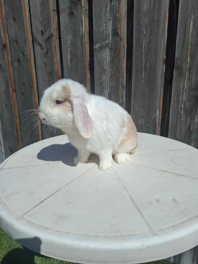 Mini lop x hangoor ram ter dekking, Dieren en Toebehoren, Mannelijk, Dwerg, Hangoor, 0 tot 2 jaar
