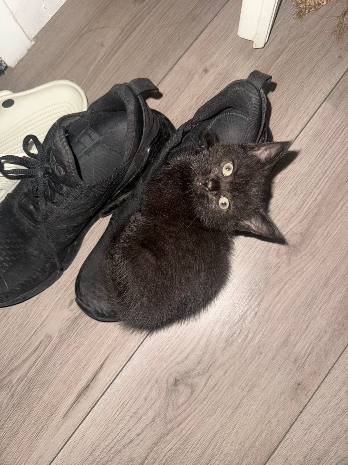 Kruising britse korthaar & europese korthaar kittens, Dieren en Toebehoren, Kater
