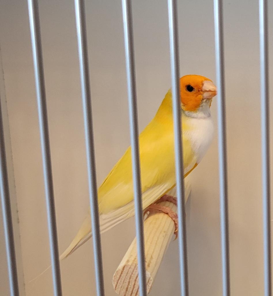 Gezocht een gouldamadine oranje kop witborst geel pop., Vrouwelijk, Tropenvogel, Geringd