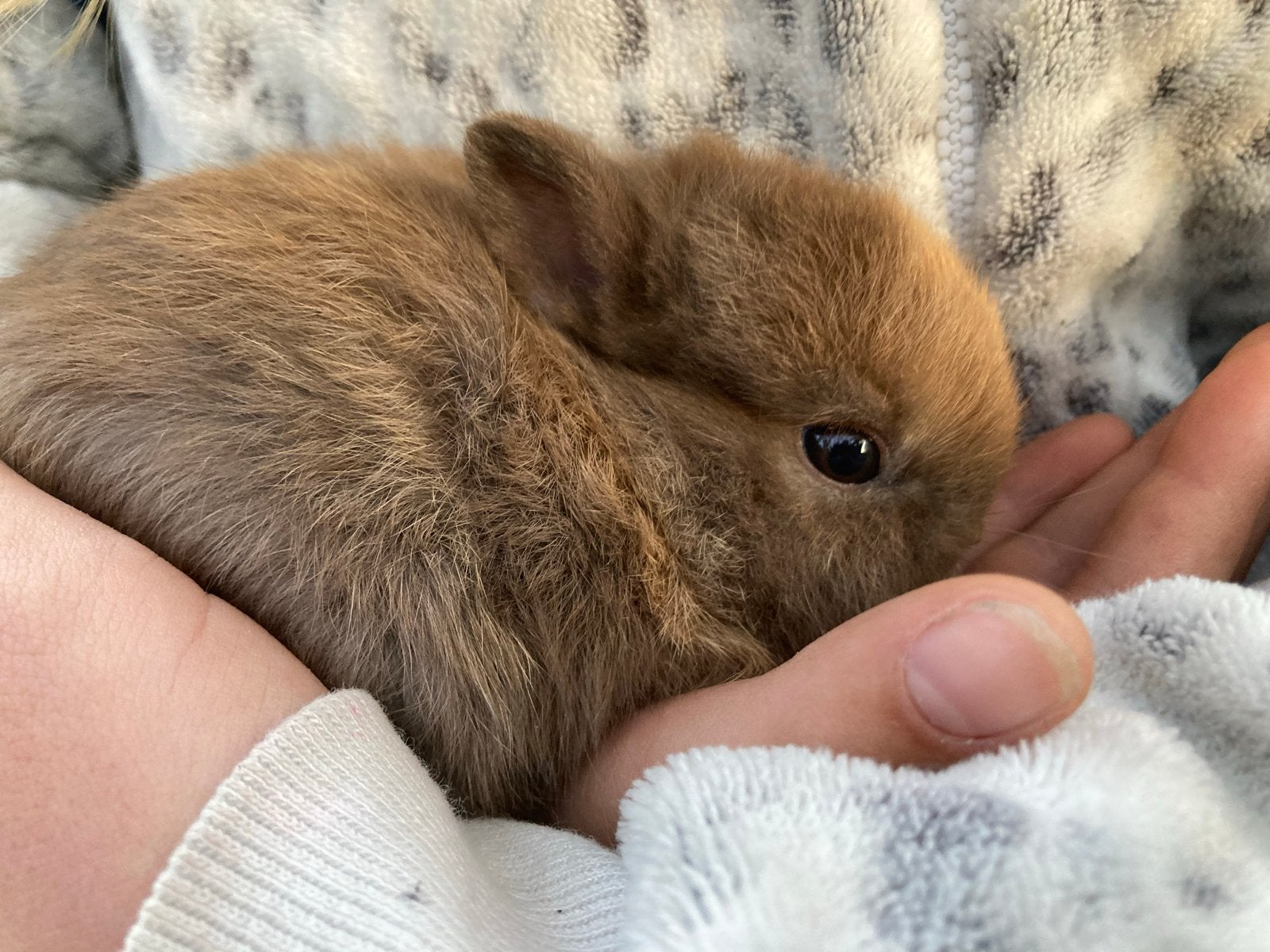 Prachtige dwerg/ thrianta konijntjes, Dieren en Toebehoren, Konijnen, Klein, Mannelijk, 0 tot 2 jaar