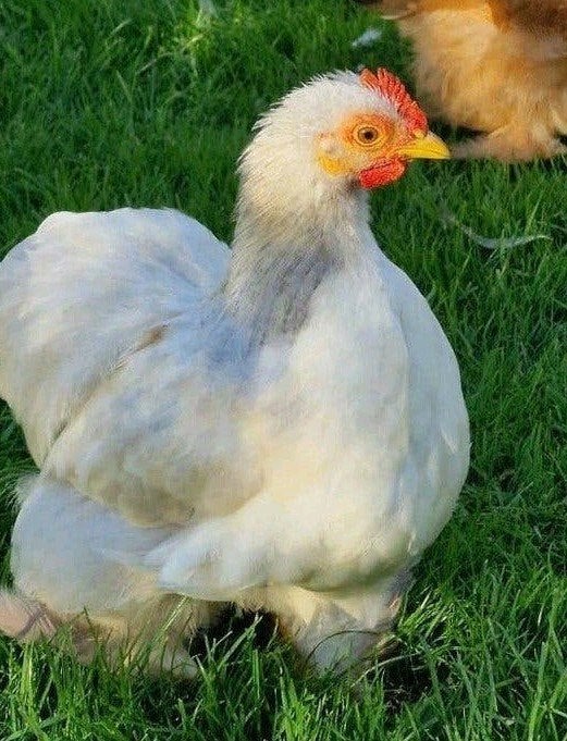 1 Cochin hen + haan(tje), Meerdere dieren, Kip
