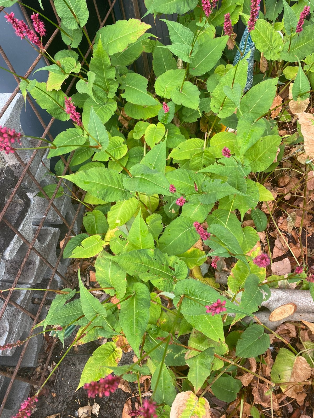 Duizendknoop - Persicaria amplexicaulis 'Blackfield, Tuin en Terras, Planten | Tuinplanten, Ophalen, Overige soorten, Volle zon