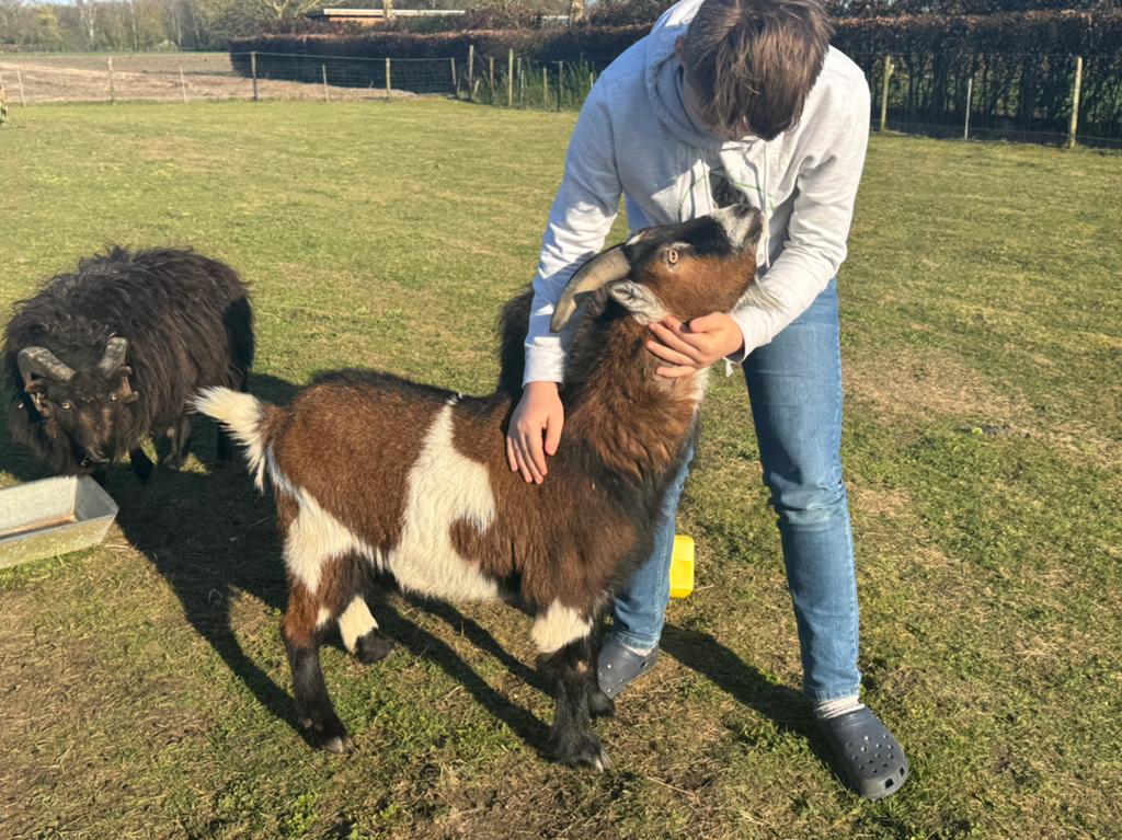 2 gecastreerde bokjes zoeken een nieuwe wei, Dieren en Toebehoren, Schapen, Geiten en Varkens, Geit, Mannelijk