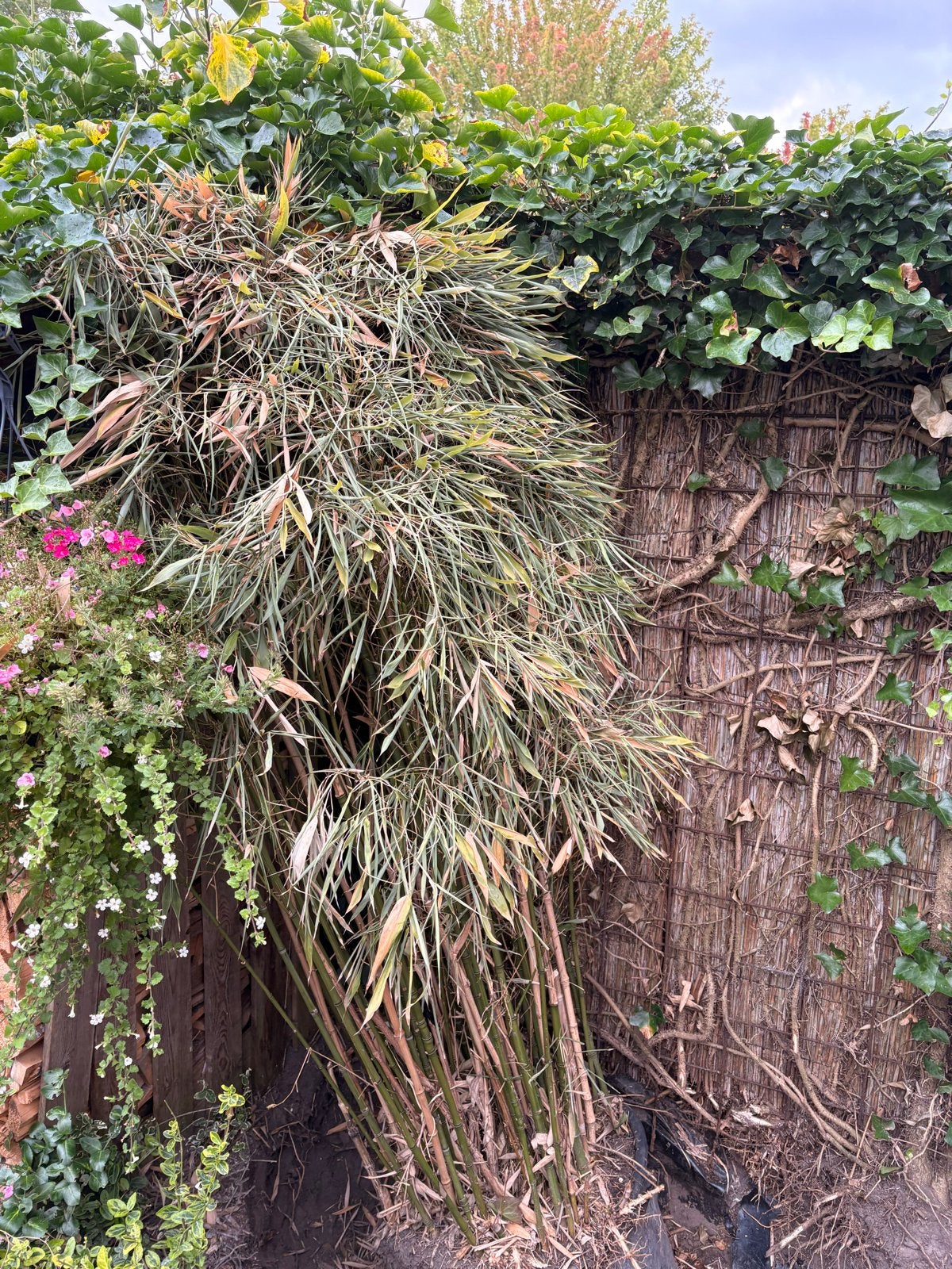 Grote bamboeplant - snel ophalen, Tuin en Terras, Vaste plant, Bloeit niet, Halfschaduw, Ophalen