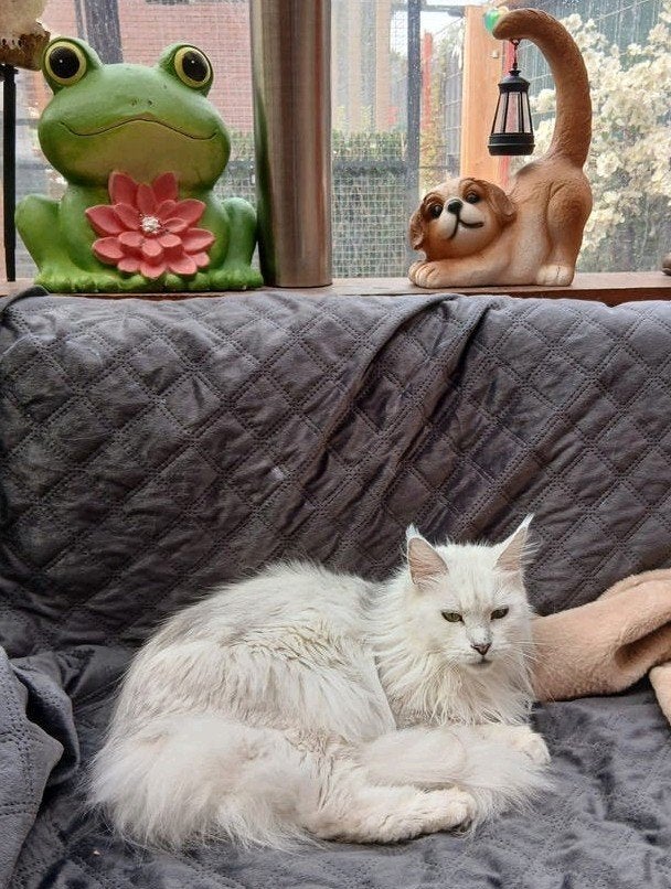 maine coons kitten verwacht., Dieren en Toebehoren, Geslacht onbekend, Gechipt, 0 tot 2 jaar