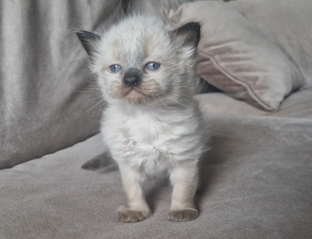 100% Ragdoll kittens, Meerdere dieren, Ontwormd, 0 tot 2 jaar