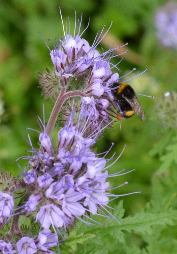 Zaden Phacelia tanacetifolia, Ophalen of Verzenden, Volle zon, Zaad