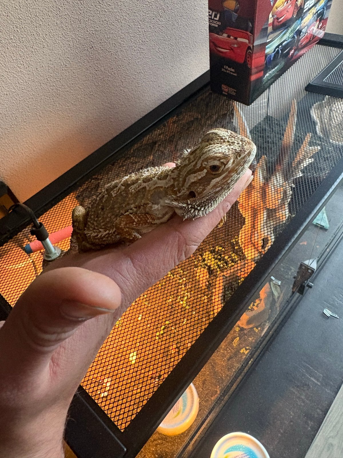 baardagaam 2 jaar tam Bearded Dragon photo 2