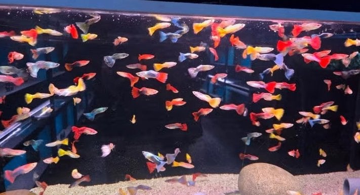 Mooie Guppy man mix - Gup - Koidream Valburg, Dieren en Toebehoren, Vis, Zoetwatervis
