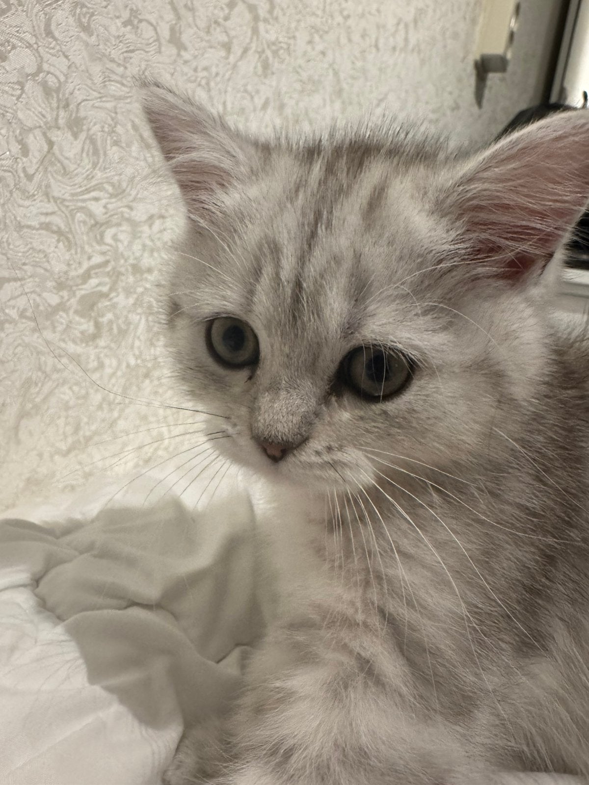 Britse korthaar kittens, Dieren en Toebehoren, Meerdere dieren, Ontwormd, 0 tot 2 jaar