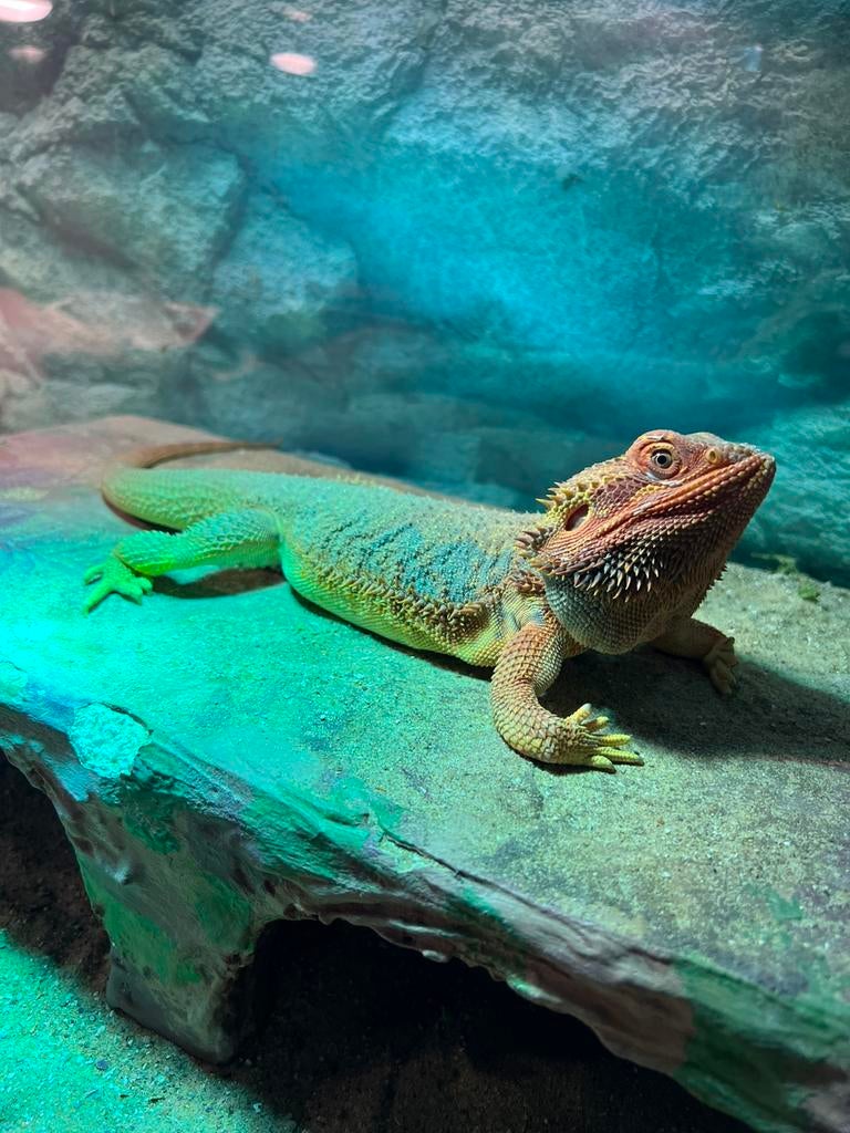 Baardagaam Man vroeg 2022 red bluebar hypo 100%trans. Bearded Dragon - female for sale from Edith
