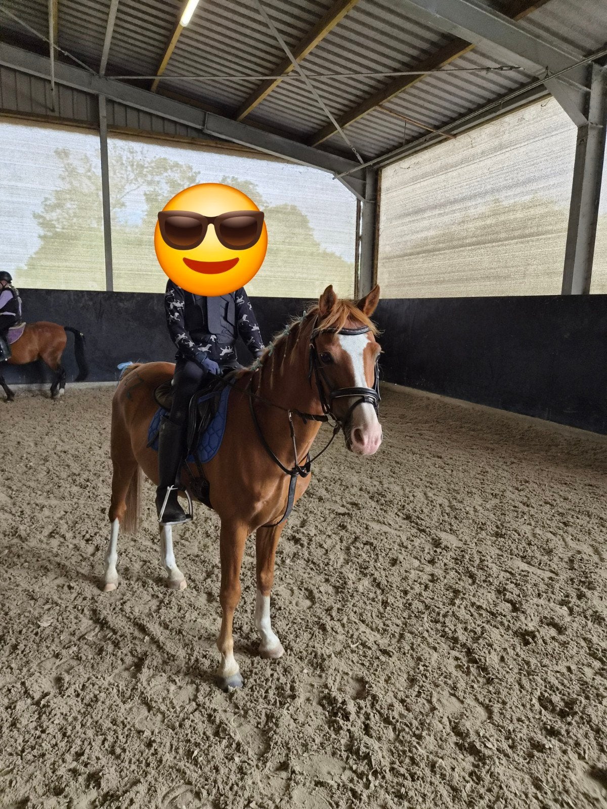 bixie pony, Dieren en Toebehoren, Pony's, Ruin, B, C pony (1.27m tot 1.37m), Recreatiepony, 11 jaar of ouder, Met stamboom, Gechipt