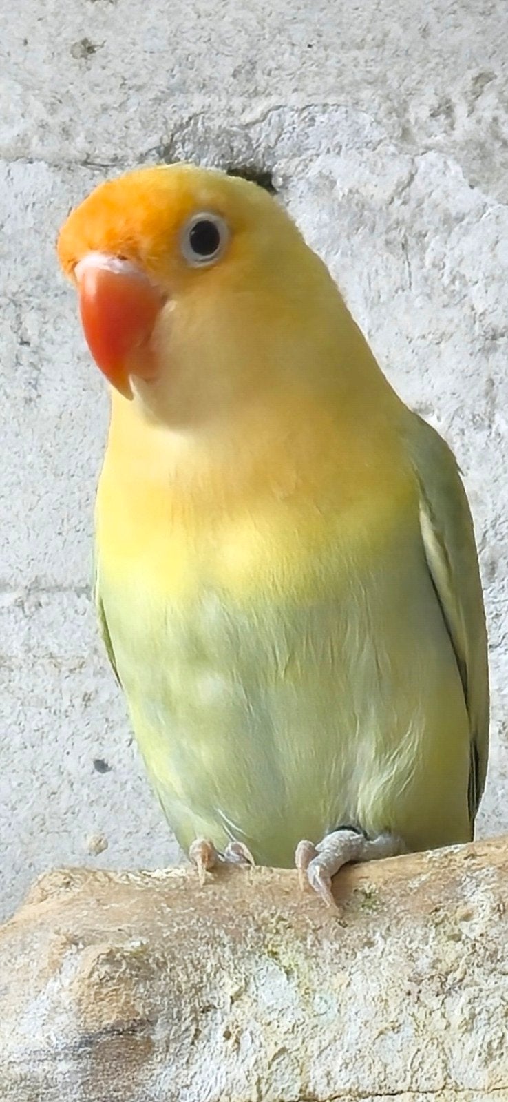 Turquoise dilute fischeri, Dieren en Toebehoren, Vogels | Parkieten en Papegaaien, Geslacht onbekend, Dwergpapegaai of Agapornis
