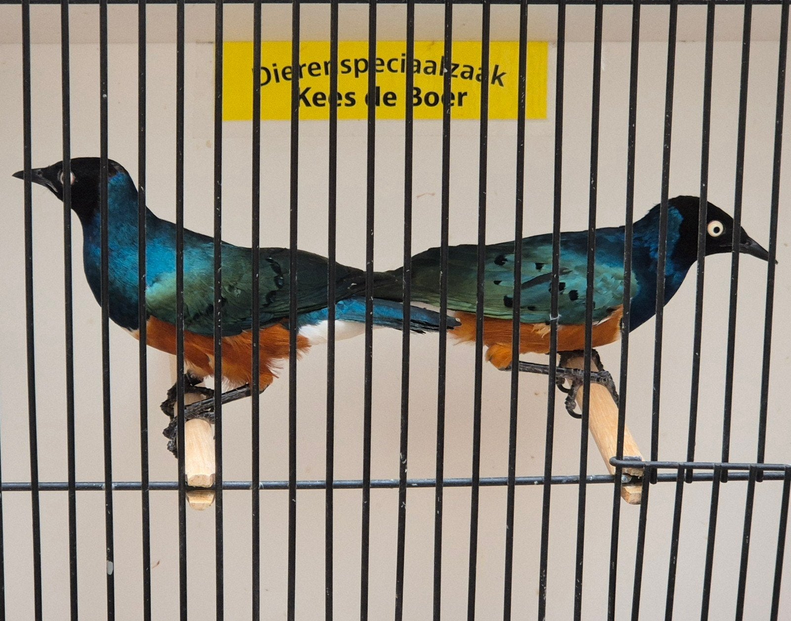 koppel driekleur glansspreeuwen, Meerdere dieren, Geringd
