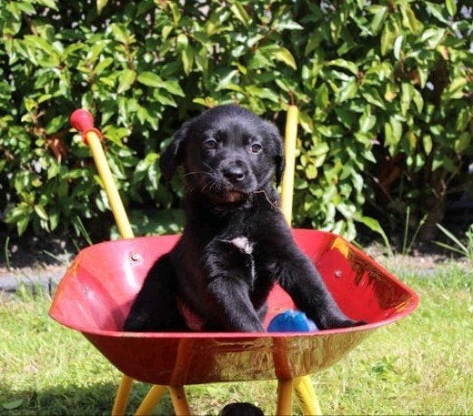 prachtige friese stabij x labrador pups, Dieren en Toebehoren, Honden | Retrievers, Spaniëls en Waterhonden, Parvo, Overige rassen