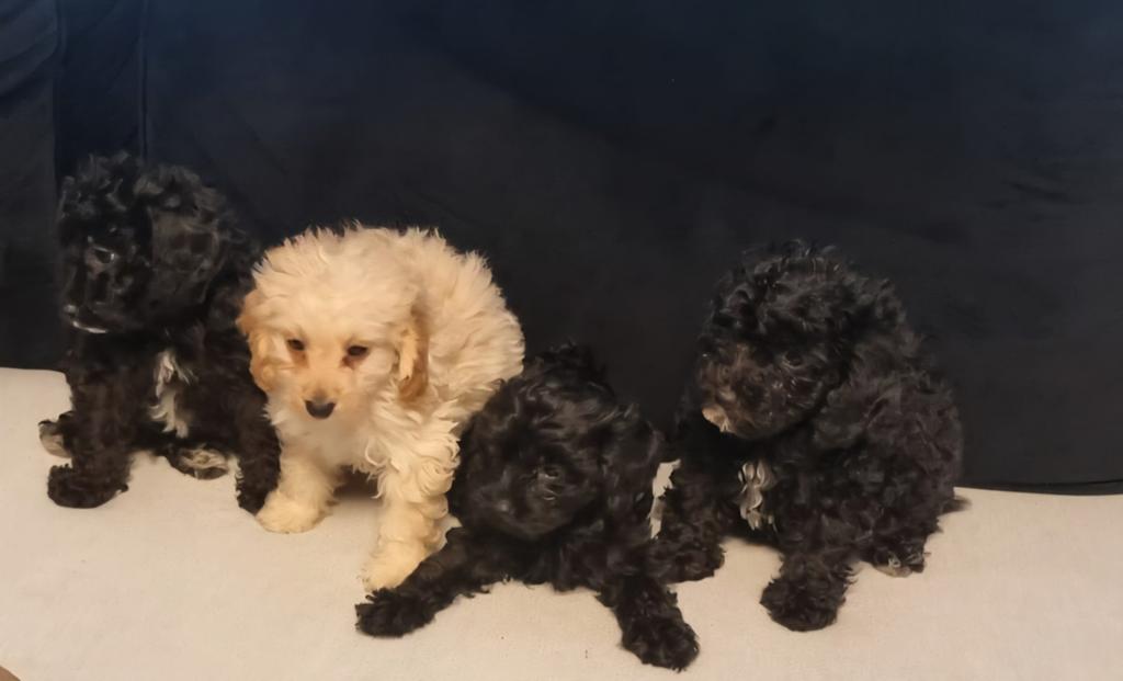 Cavapoo pups, 8 tot 15 weken, Parvo, Meerdere, Meerdere dieren