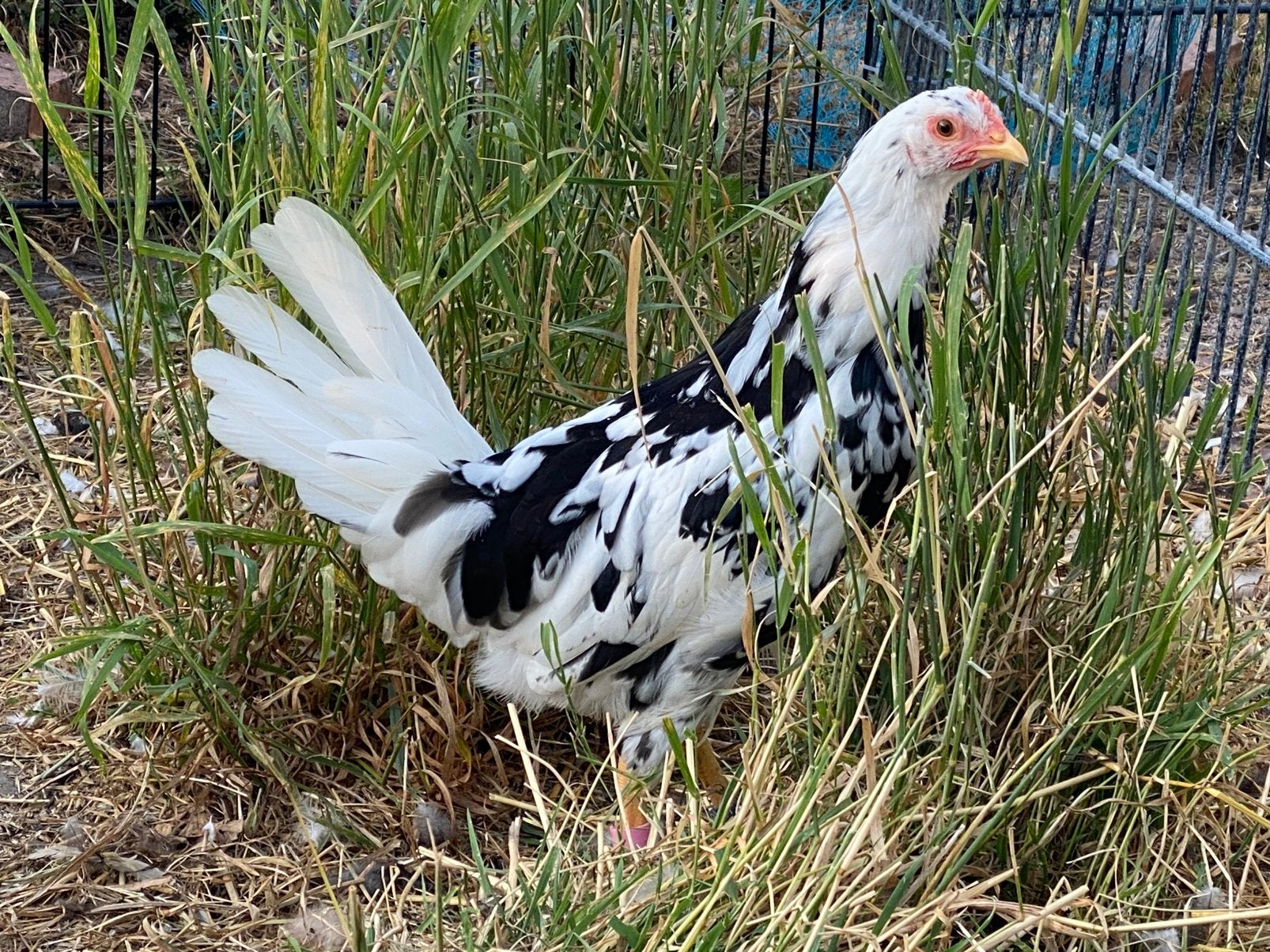Jonge hennen witbonte Leghorn groot, Vrouwelijk, Kip