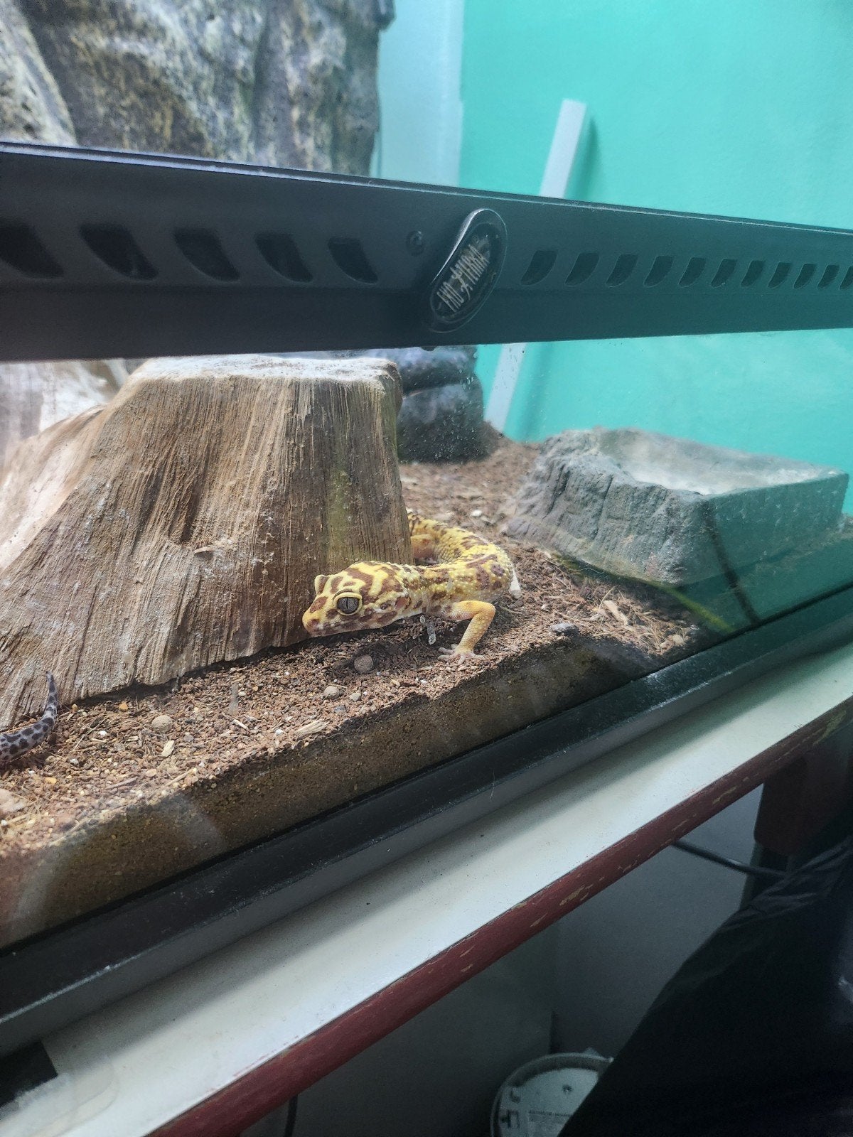 luipaard Gekko Leopard Gecko photo 10