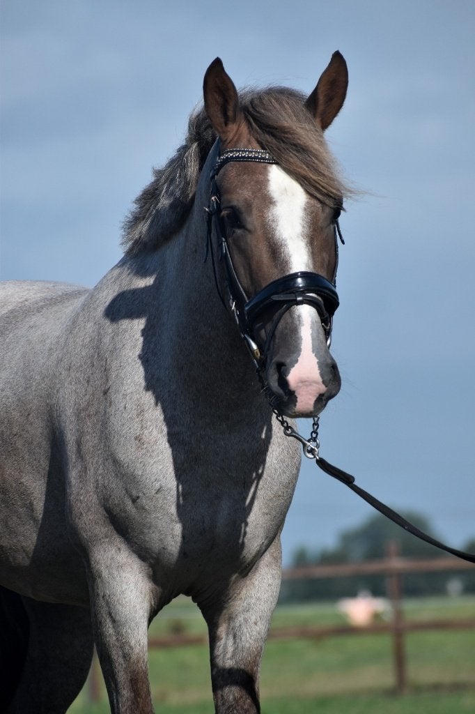 ## BLOEDMOOIE, vriendelijke en mega brave Epony ruin ##, E pony (1.48m - 1.57m), Met stamboom, Ruin, 3 tot 6 jaar