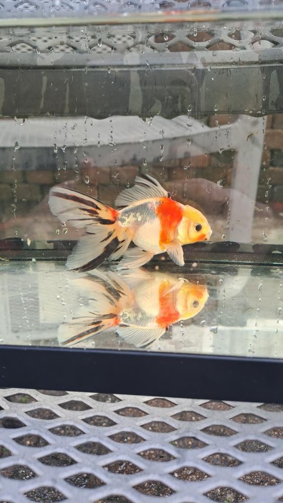 Oranda goudvis, Goudvis(sen)