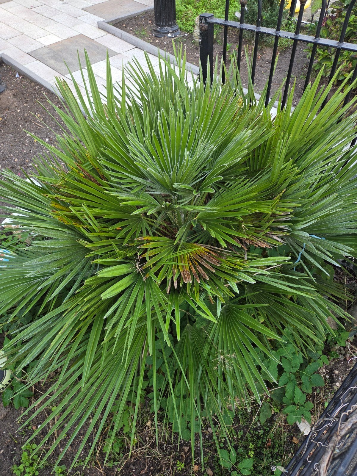 Trachycarpus Fortunei - Winterharde Palmboom, Volle zon, Vaste plant, Bloeit niet, Ophalen