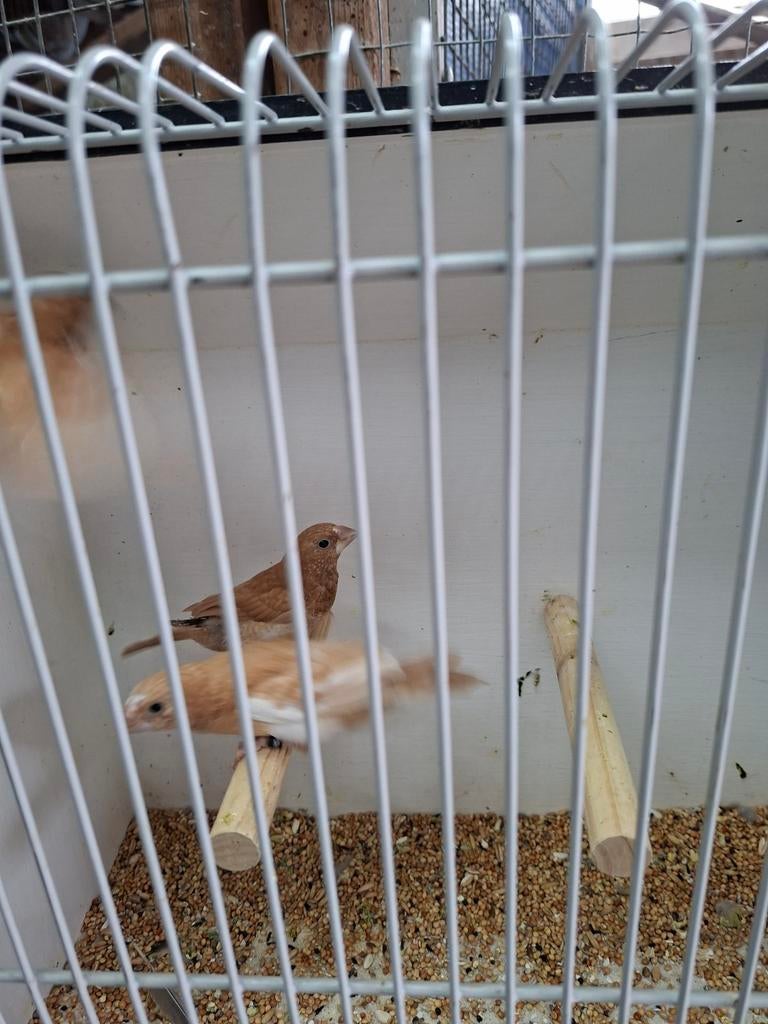 3 Japanse meeuwen, Meerdere dieren, Kleurkanarie