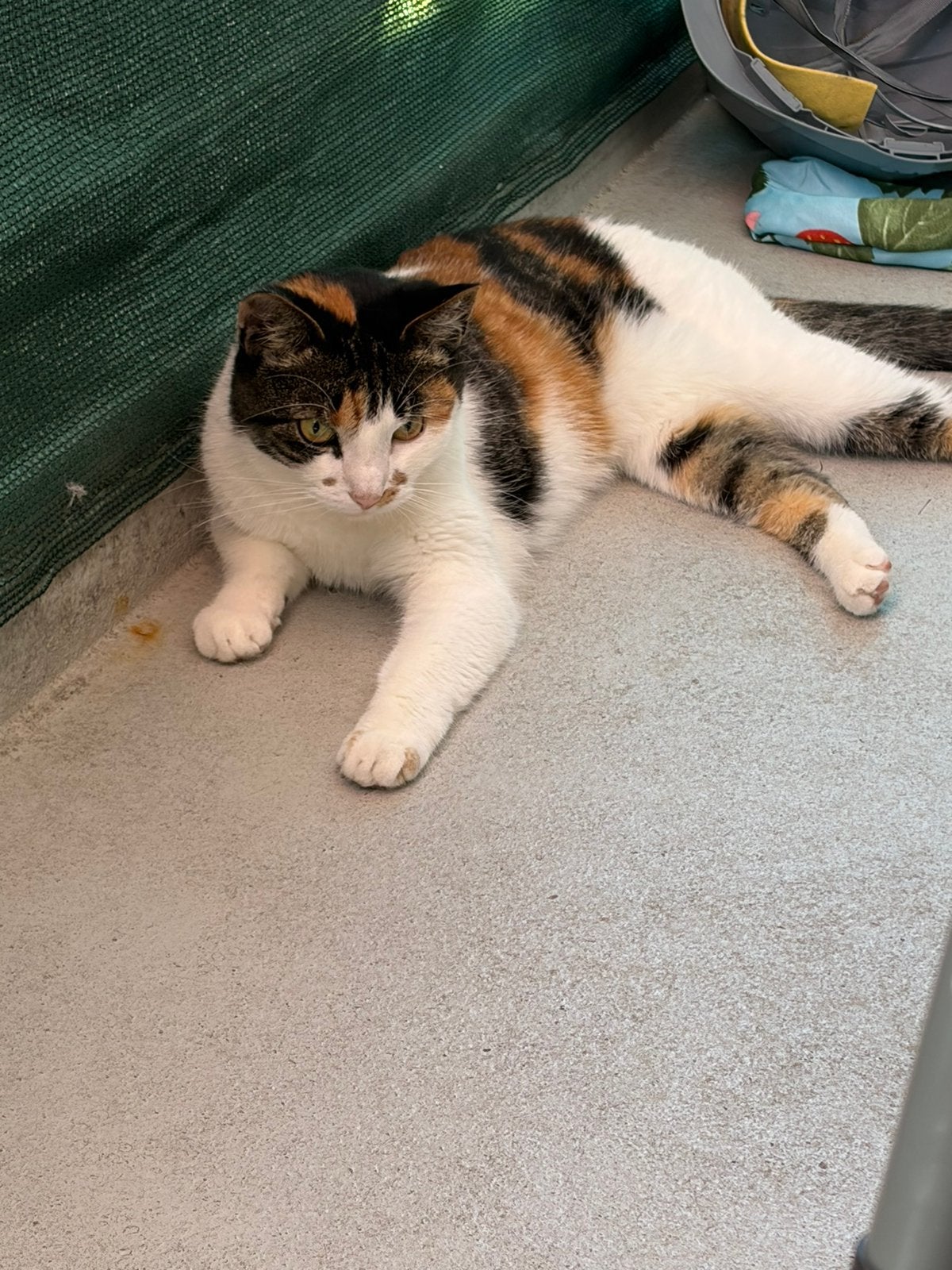 2 lieve vrouwe poesjes te koop, Poes, Gechipt, 3 tot 5 jaar