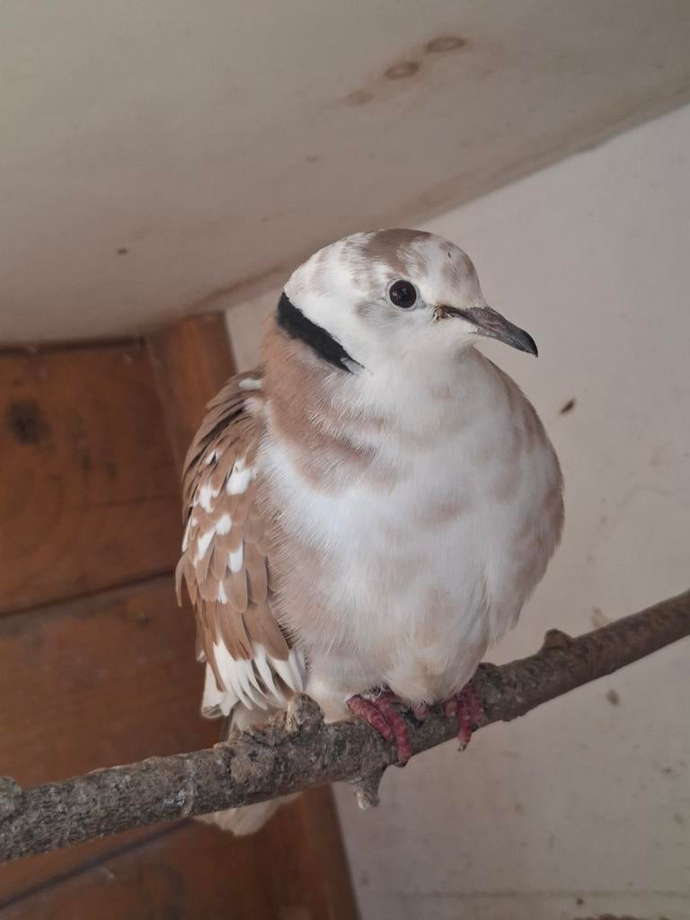 2 koppels tortelduiven+2 jonge, Dieren en Toebehoren, Vogels | Overige Vogels, Meerdere dieren