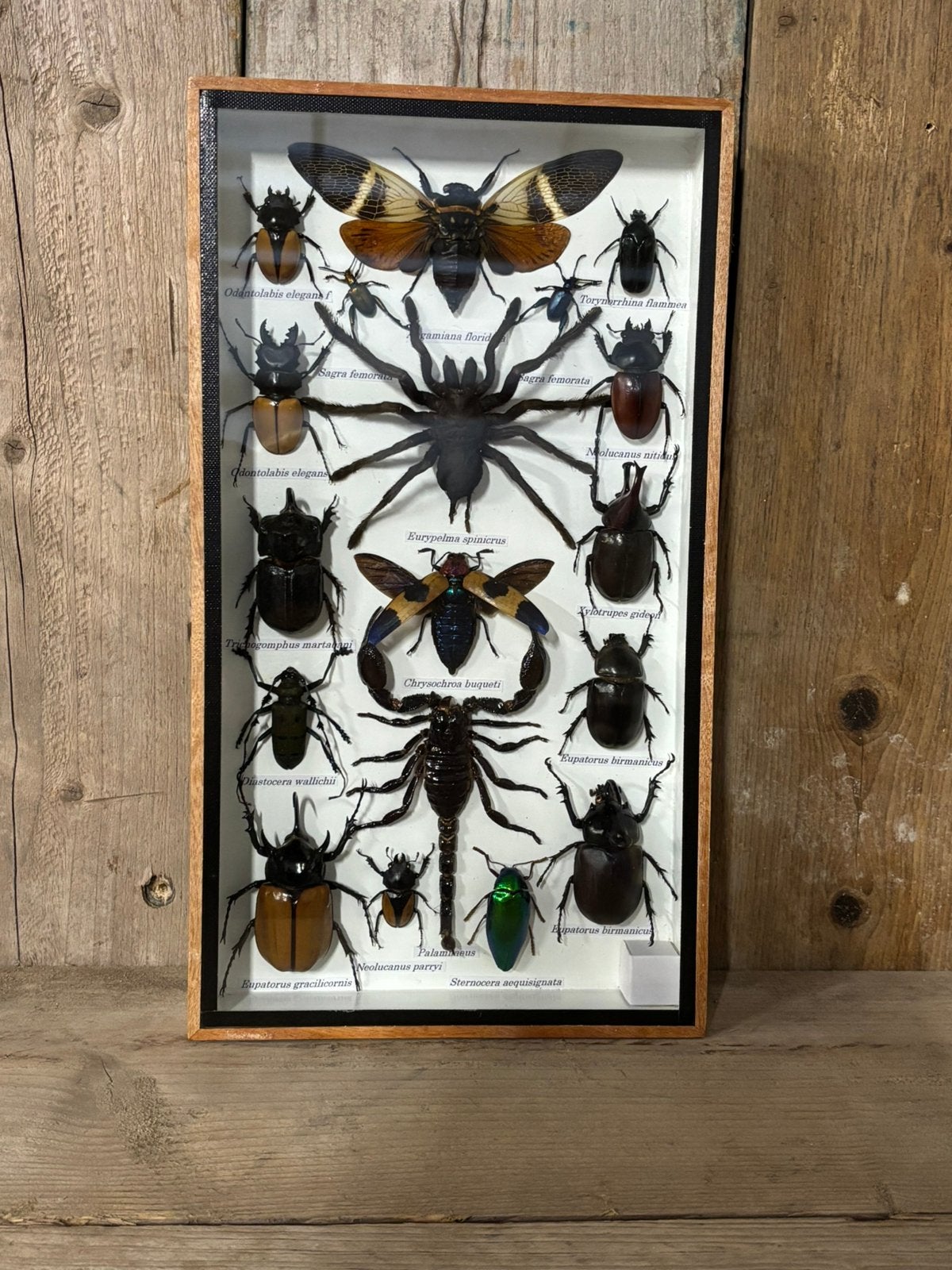 Mooi kader met diverse opgezette insecten! (o.a. Schorpioen), Ophalen of Verzenden, Nieuw, Insect, Opgezet dier